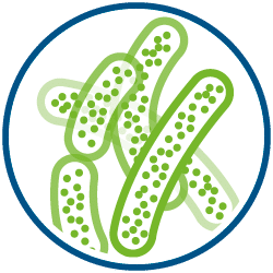 Flora Batterica | Zymerex Gonfiore Plus