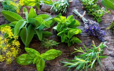 Le 7 erbe e spezie che aiutano a digerire